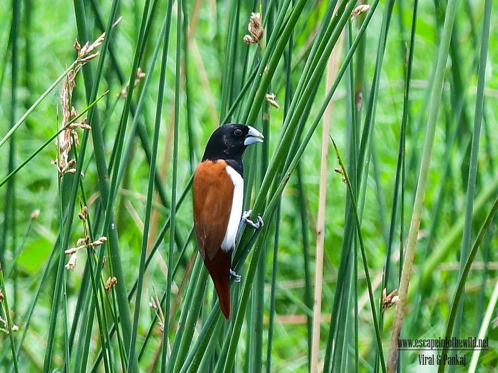 Black-headed Munia